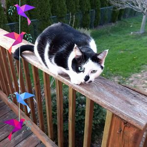 Meet your Posher, Pamela